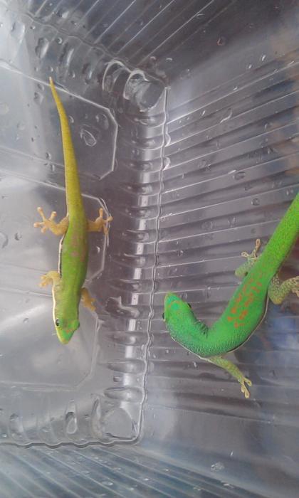 Phelsuma lineata