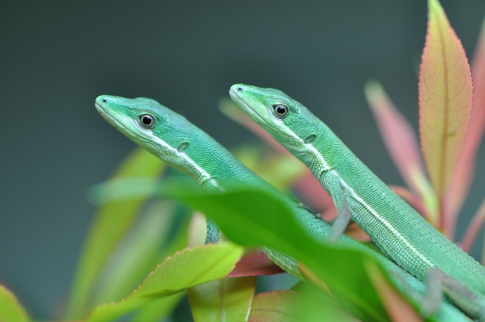 Takydromus smaragdinus