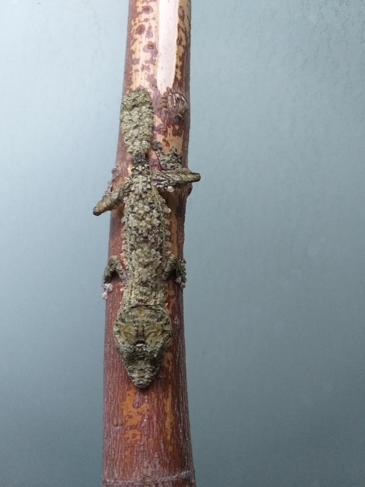 uroplatus giganteus