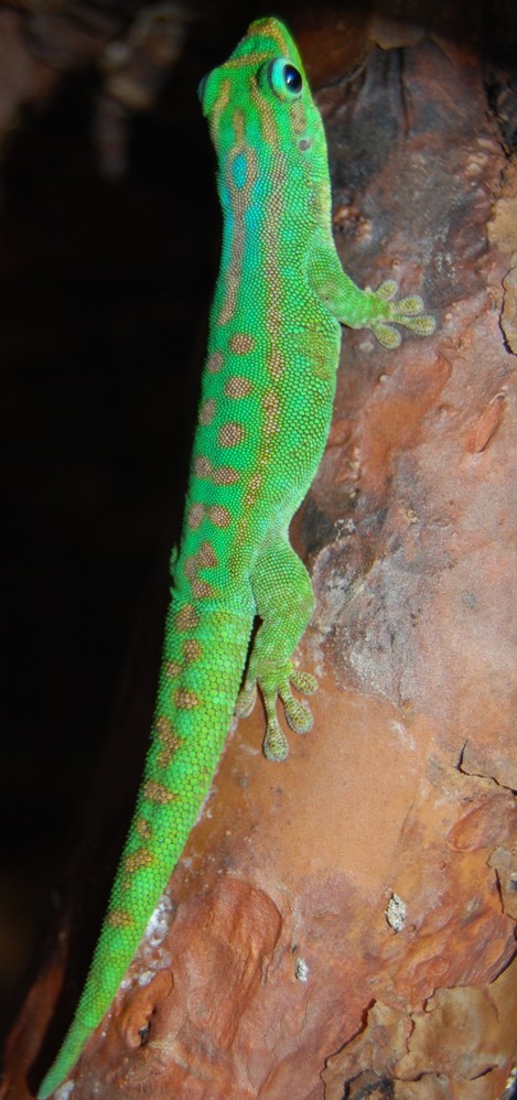 Phelsuma guimbeaui