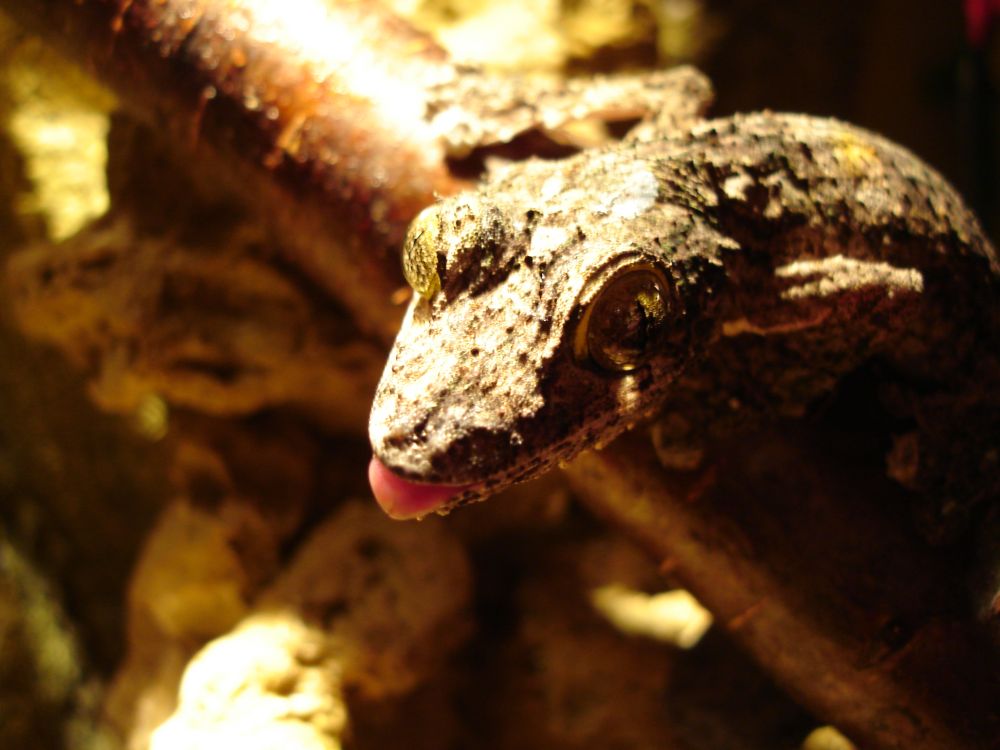 Uroplatus Sikorae