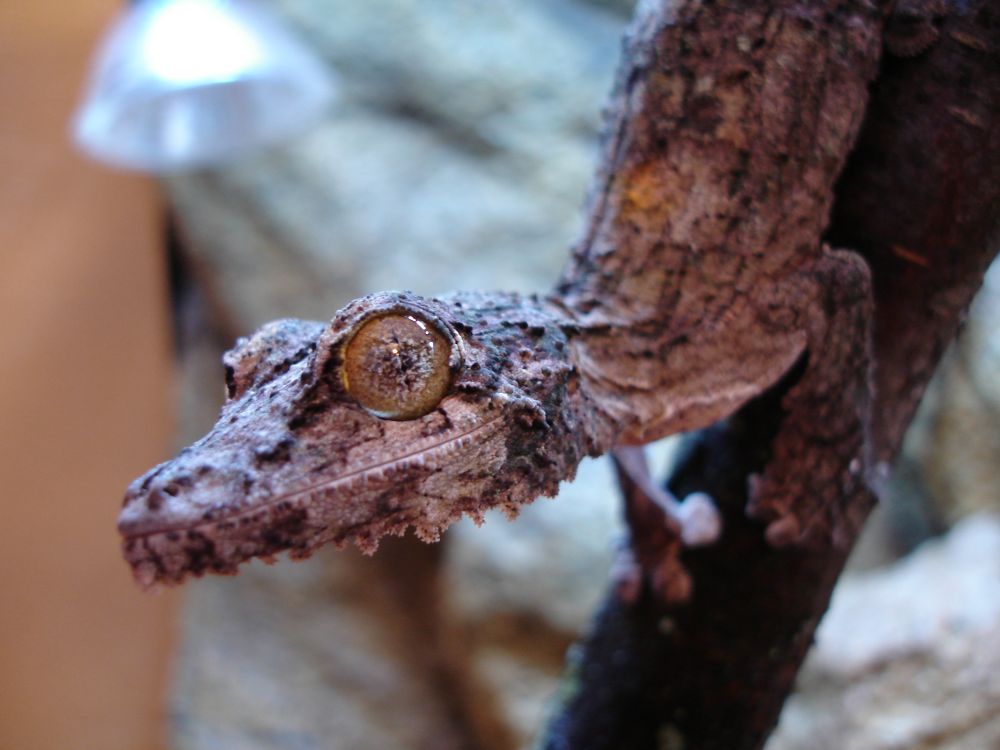 Uroplatus Sikorae