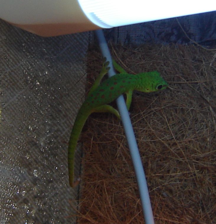 Phelsuma mad. grandis