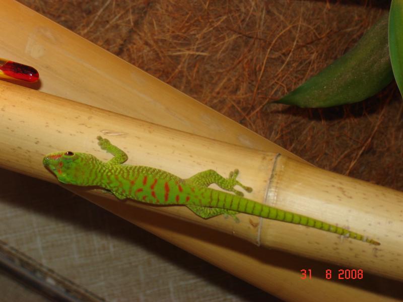 Phelsuma mad. grandis