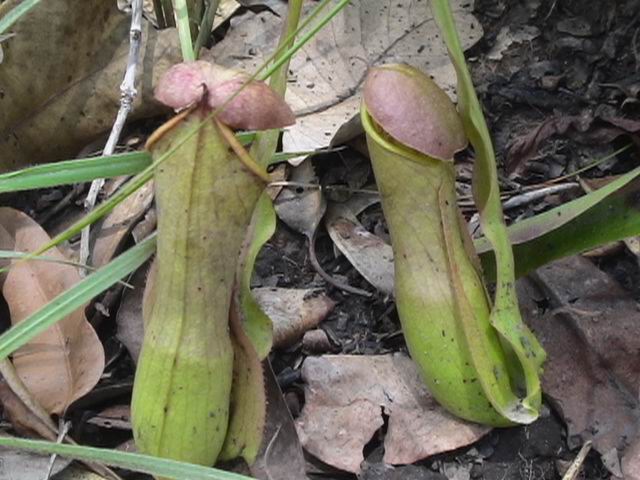 Nephentes sp. Merauke,Papua