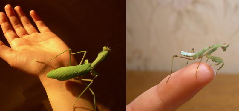 Sphodromantis baccettii