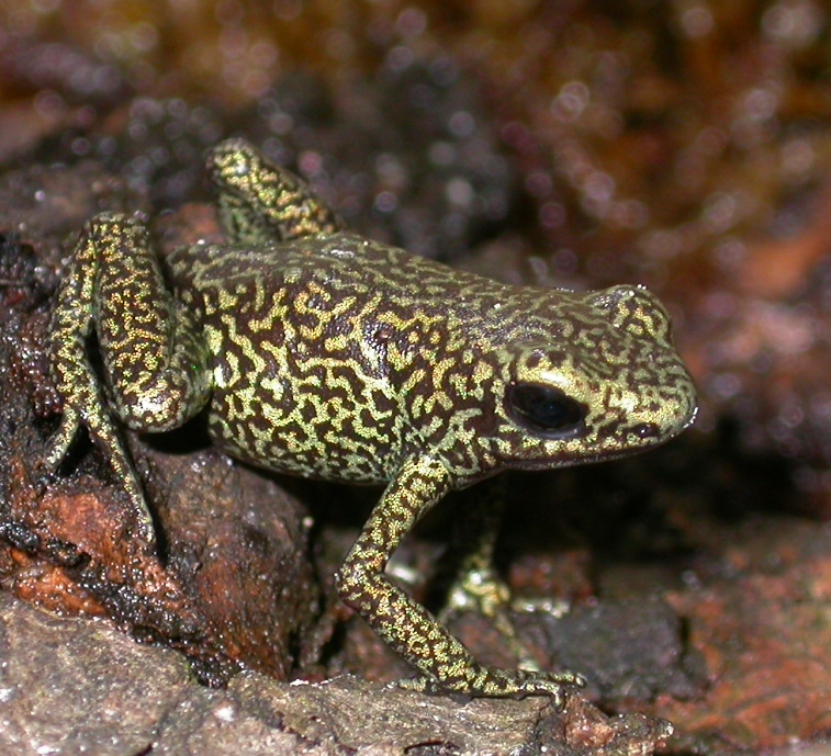 Dendrobates auratus