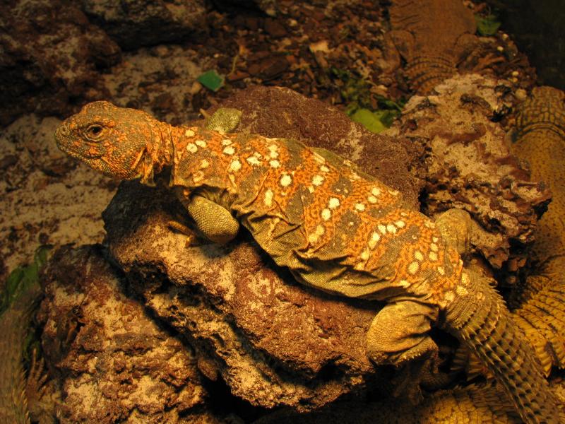 Uromastyx ocellatus