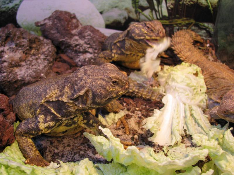 Uromastyx dispar