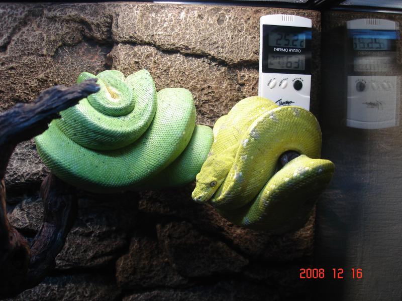 Morelia viridis 3