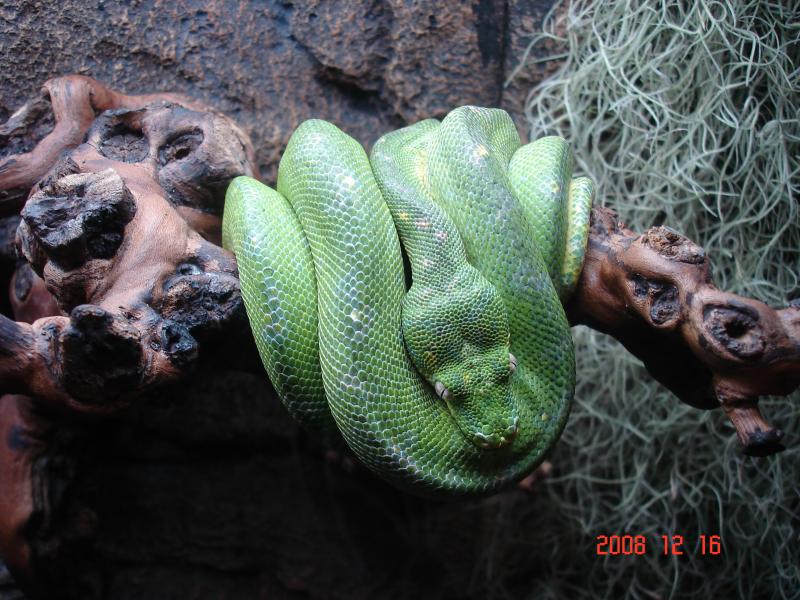 Morelia viridis 5