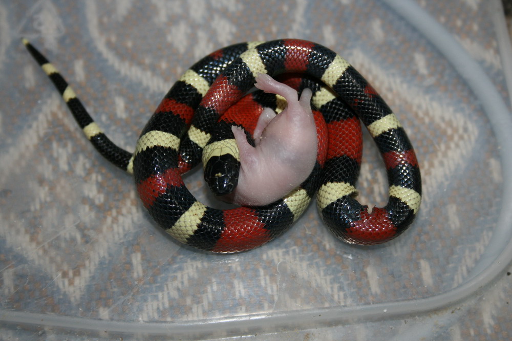 Lampropeltis triangulum campbelli4