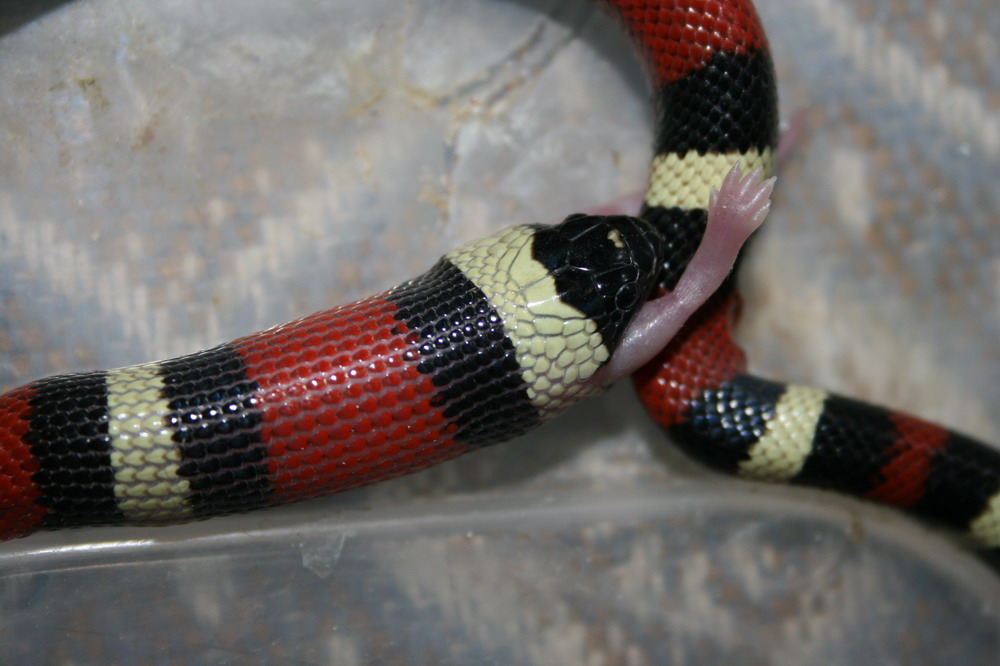 Lampropeltis triangulum campbelli6