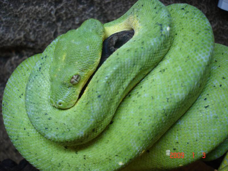 M. viridis male 2