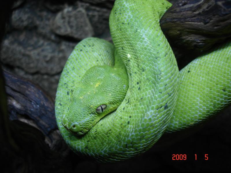 M. viridis male 2`