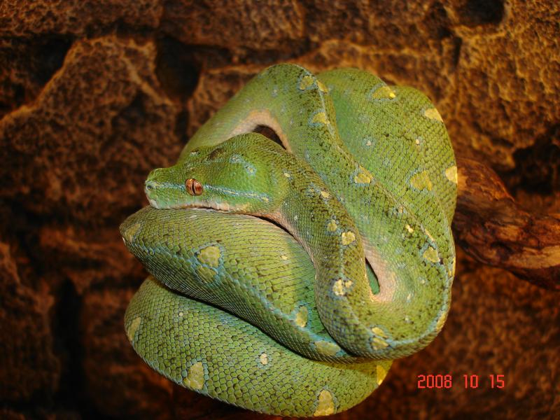 M. viridis male 3