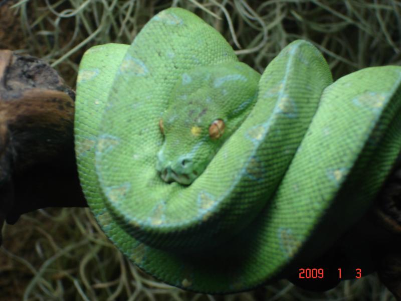 M. viridis male 4