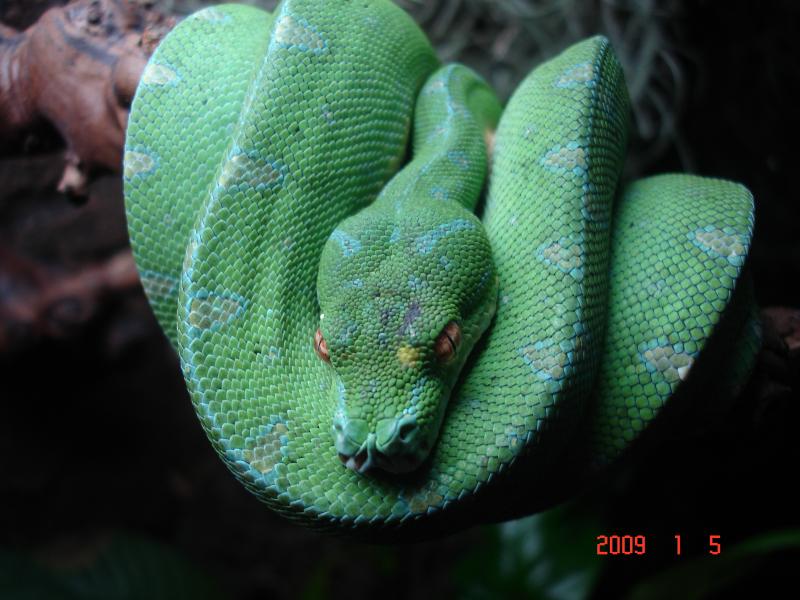 M. viridis male 4`