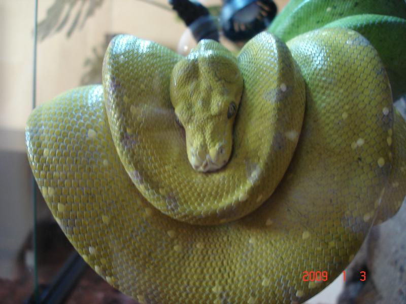 M. viridis Female 1