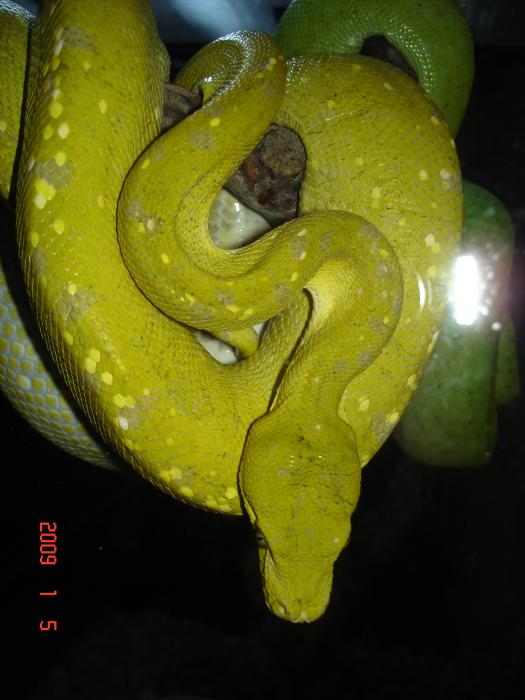 M. viridis Female 1`