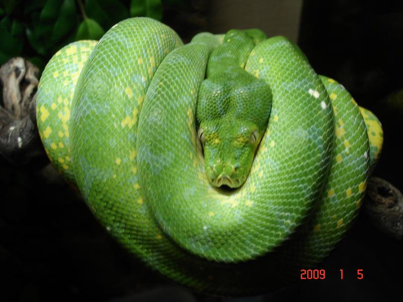 M. viridis Female 2