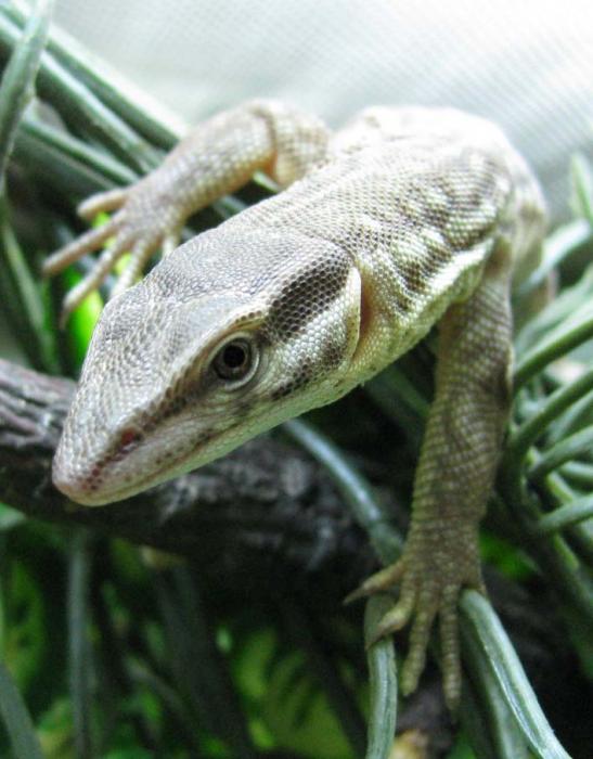 Варан кольцехвостый Varanus acanthurus