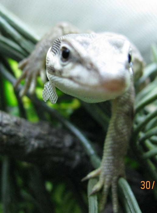 Варан кольцехвостый Varanus acanthurus1