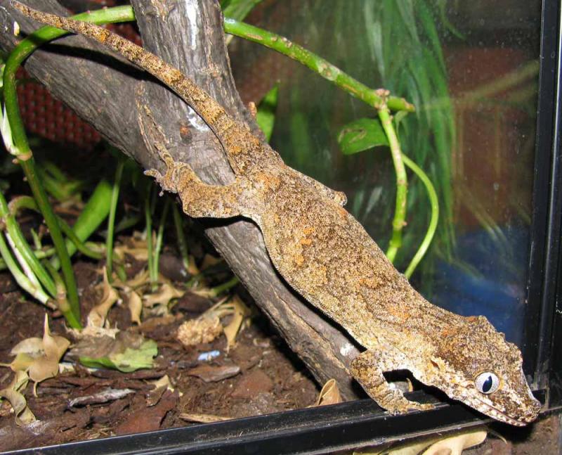 Rhacodactylus auriculatus2