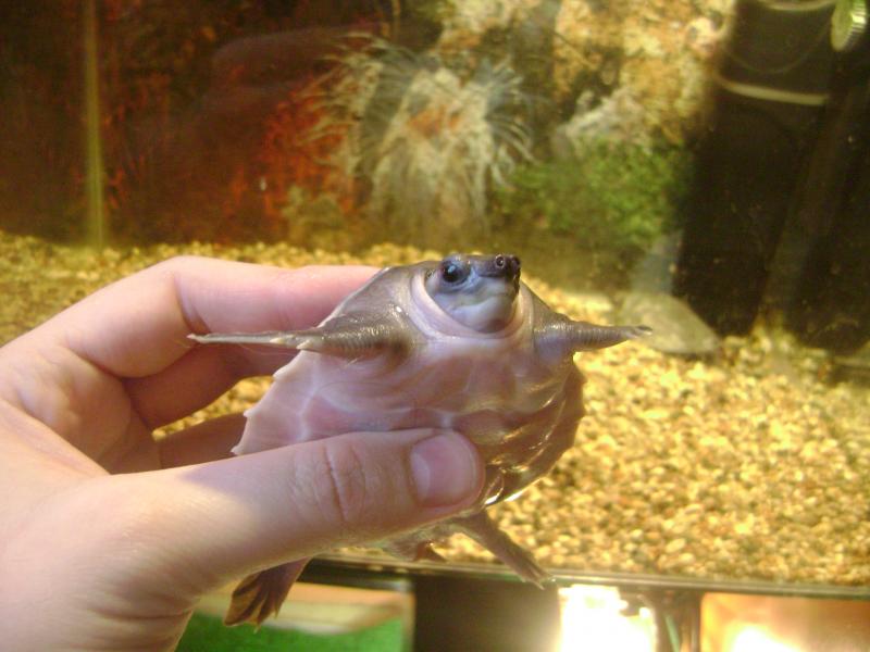 Carettochelys insculpta