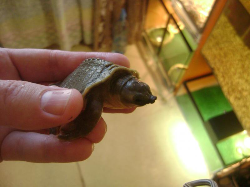 Carettochelys insculpta