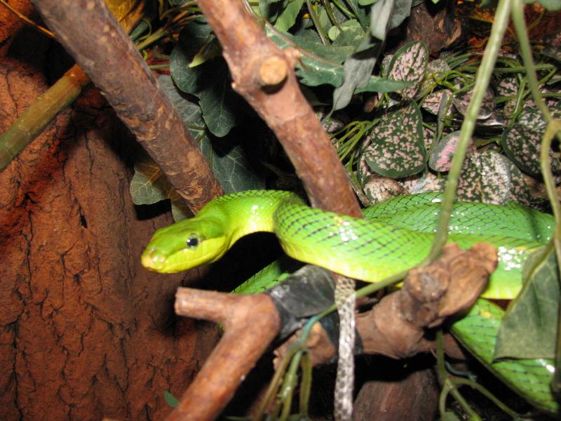 Gonyosoma oxycephalum