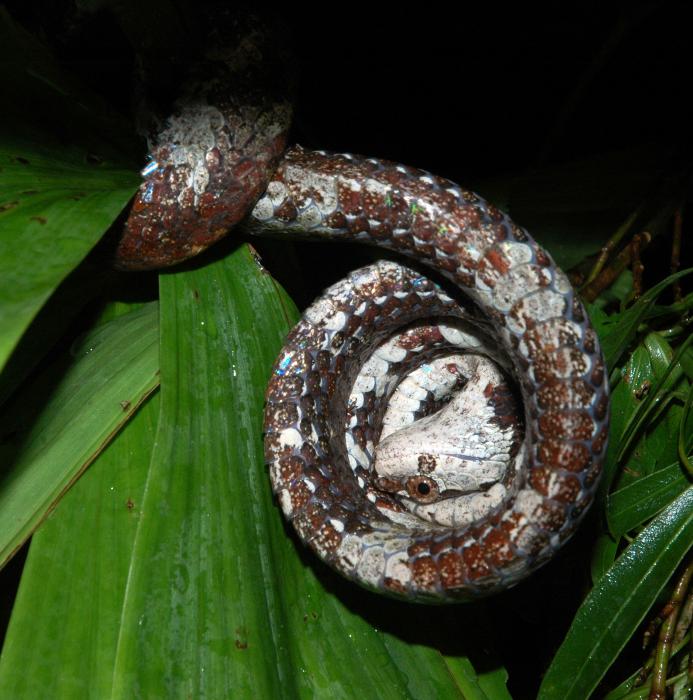 Apopeltura boa