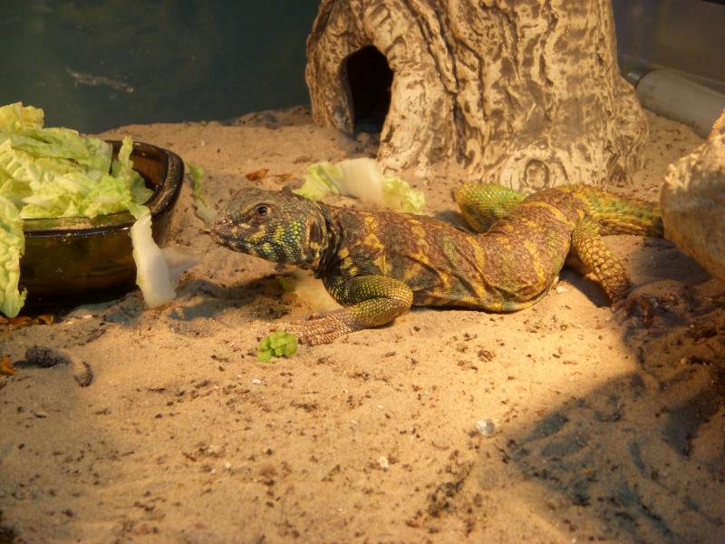 Uromastyx