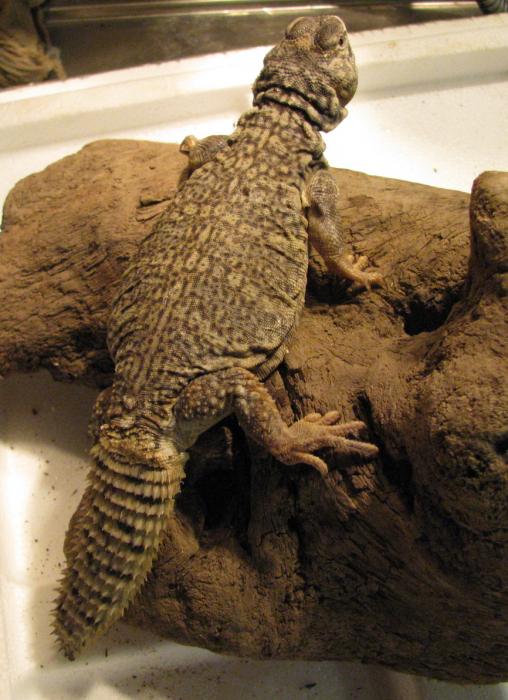 Uromastyx3