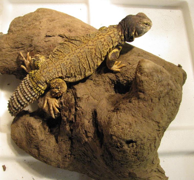 Uromastyx4