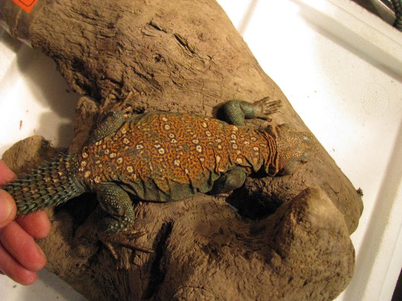 Uromastyx5