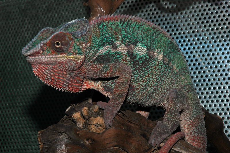 Furcifer Pardalis