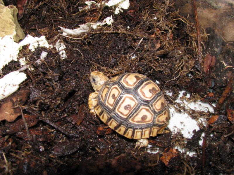 Geochelone pardalis