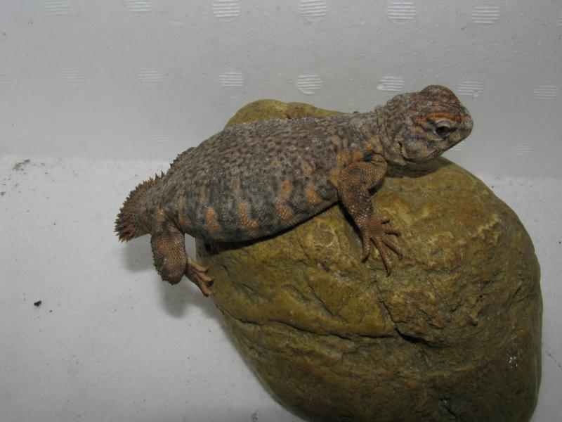 Uromastyx geyri