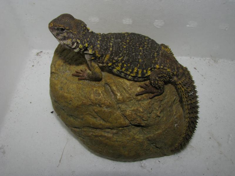 Uromastyx geyri2