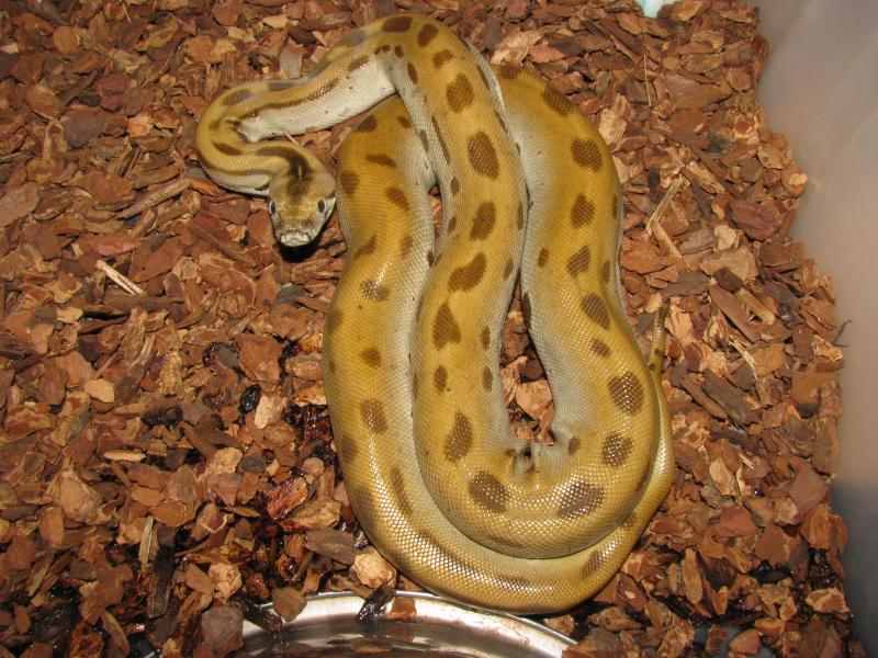 Molurus Green