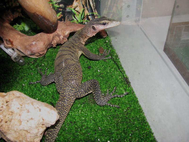 Varanus jobiensis