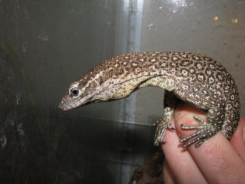 Varanus timorensis