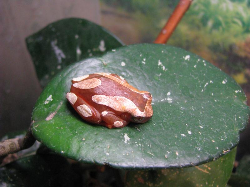 Hyla leucophyllata