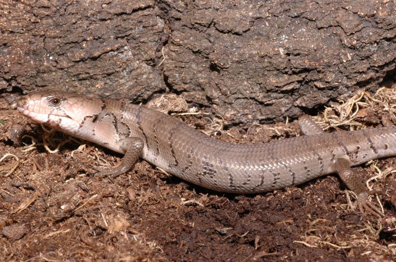 Тиликва Джеррарда(cyclodomorphus gerrardi)