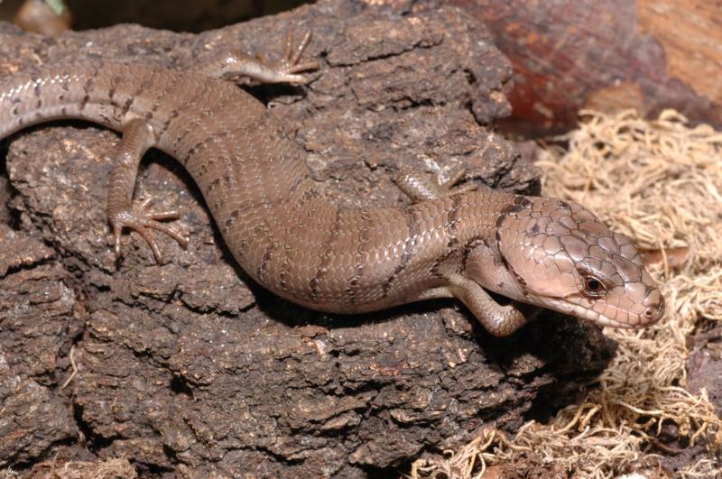 Тиликва Джеррарда(cyclodomorphus gerrardi)