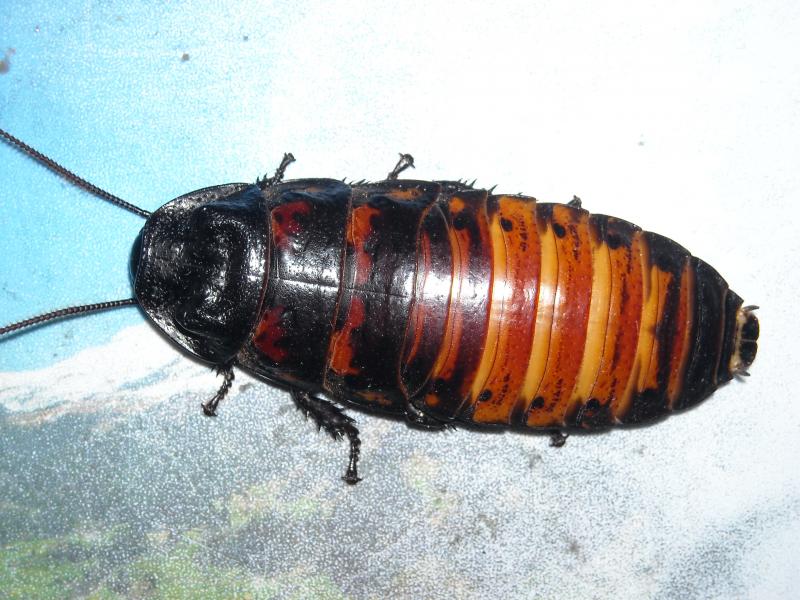 Gromphadorhina portentosa