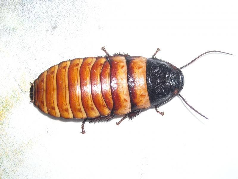 Elliptorhina chopardi