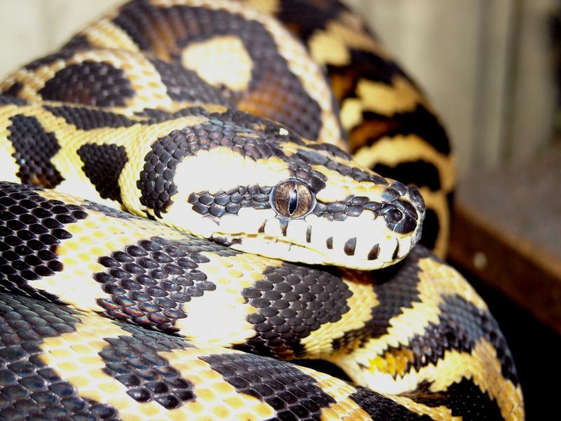 самка Morelia spilota variegata