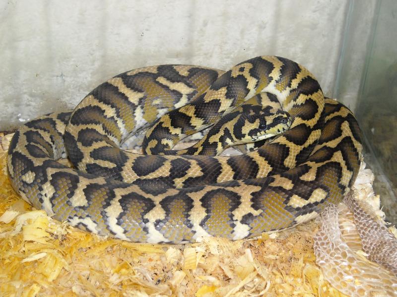 самка2 Morelia spilota variegata